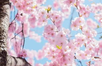 Photo By Pexels