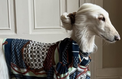 Photo By @afghanhoundinthecity On Instagram