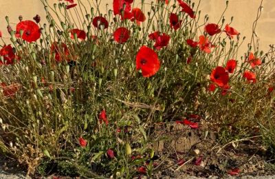 Άσ’ τα να πάνε