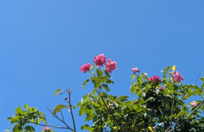Photo By Canva